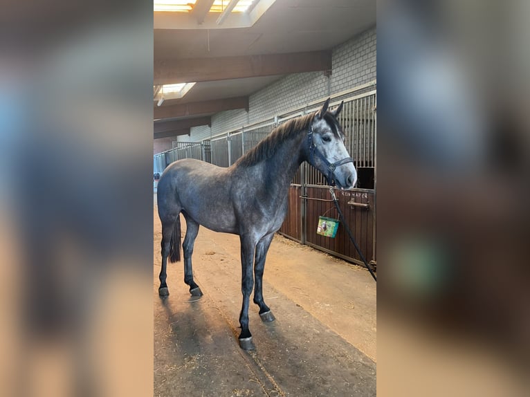 KWPN Stute 3 Jahre 164 cm Schimmel in Grevenbroich