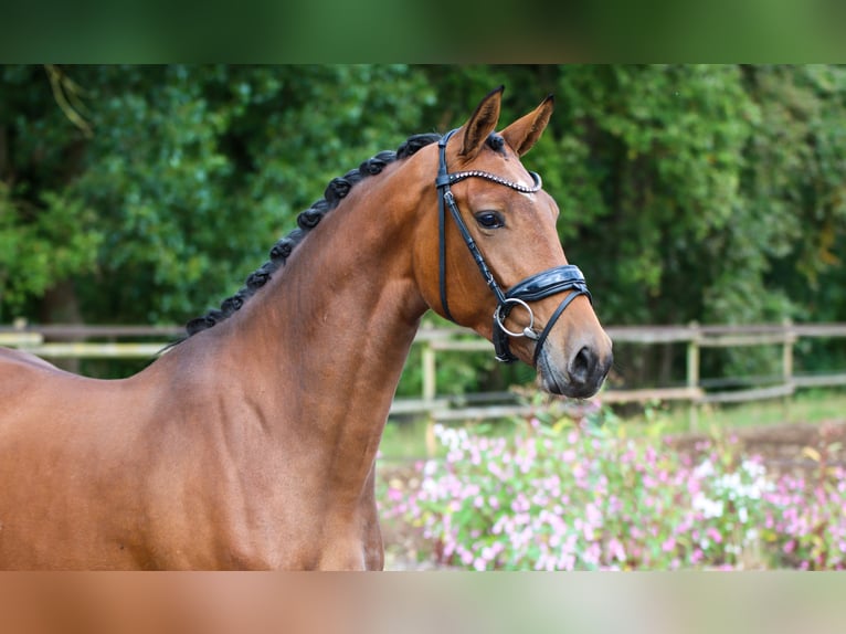 KWPN Stute 3 Jahre 165 cm Brauner in Lienen