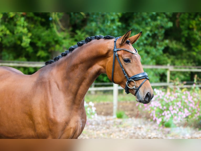 KWPN Stute 3 Jahre 165 cm Brauner in Lienen