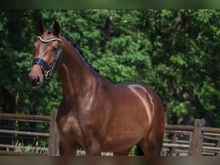 KWPN Stute 3 Jahre 165 cm Brauner in Loon op Zand