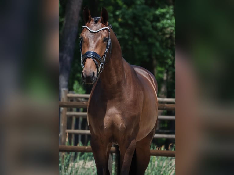KWPN Stute 3 Jahre 165 cm Brauner in Loon op Zand