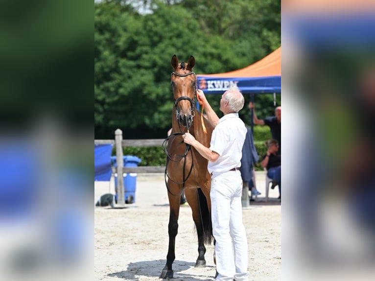 KWPN Stute 3 Jahre 165 cm Brauner in Wapenveld