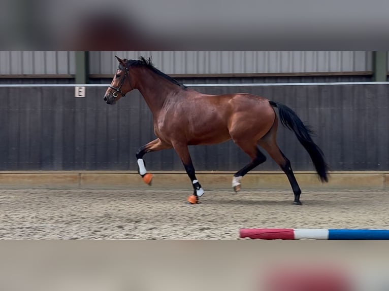 KWPN Stute 3 Jahre 165 cm Brauner in Wapenveld