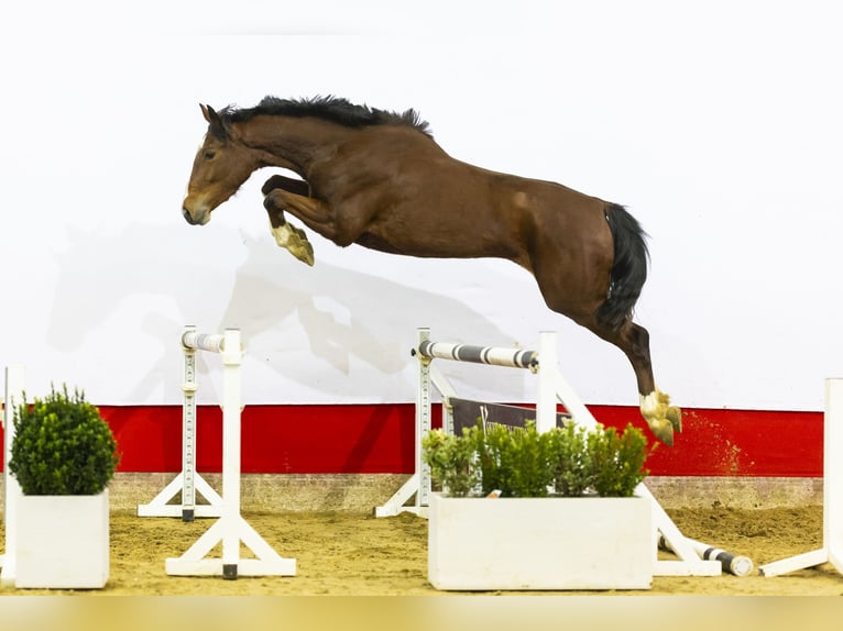 KWPN Stute 3 Jahre 165 cm Brauner in Waddinxveen