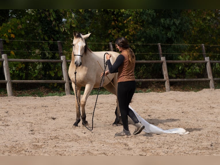 KWPN Stute 3 Jahre 165 cm Buckskin in Ulicoten