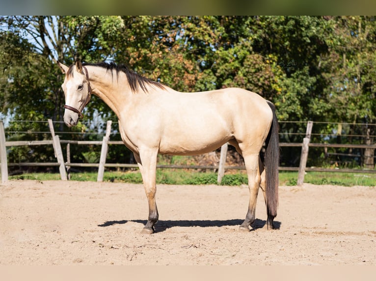 KWPN Stute 3 Jahre 165 cm Buckskin in Ulicoten