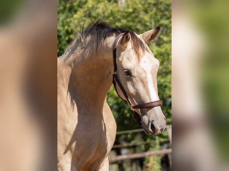 KWPN Stute 3 Jahre 165 cm Buckskin in Ulicoten