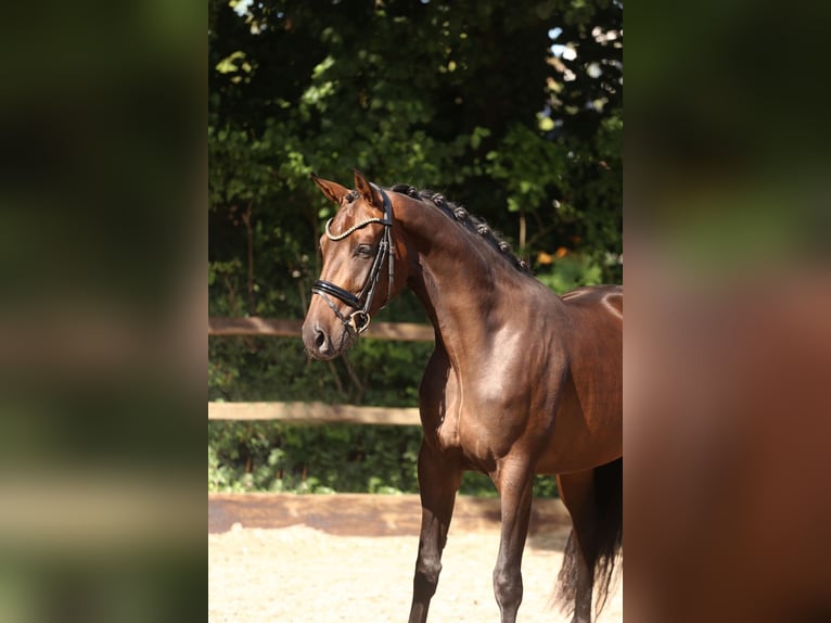 KWPN Stute 3 Jahre 165 cm Dunkelbrauner in Heemskerk
