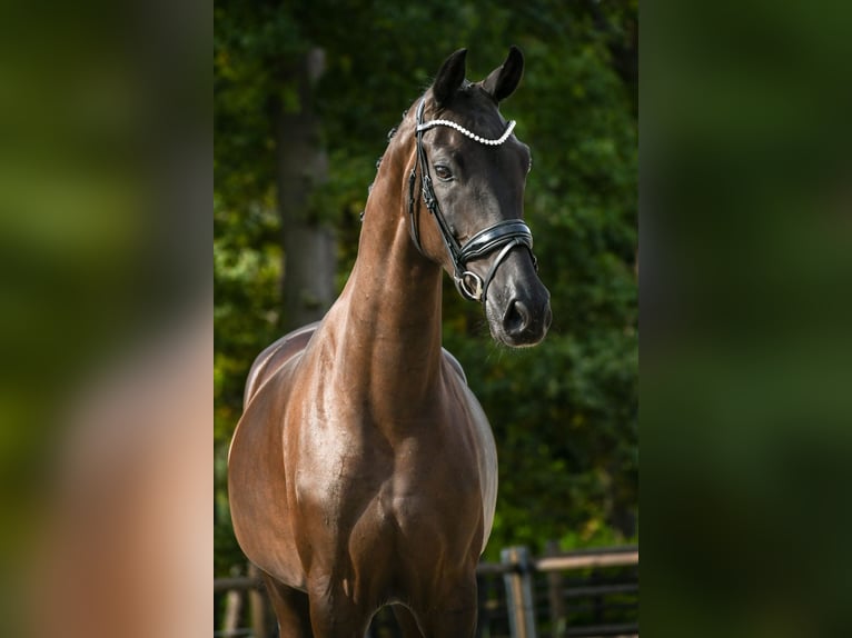 KWPN Stute 3 Jahre 165 cm Dunkelbrauner in Loon op Zand