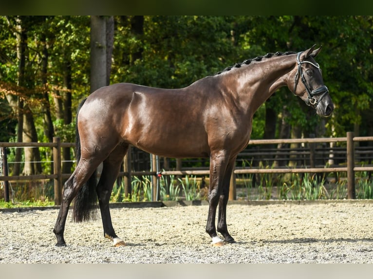 KWPN Stute 3 Jahre 165 cm Dunkelbrauner in Loon op Zand