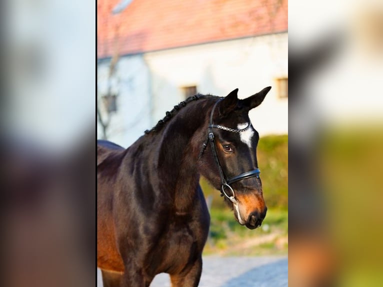 KWPN Stute 3 Jahre 165 cm Dunkelbrauner in Torokbalint