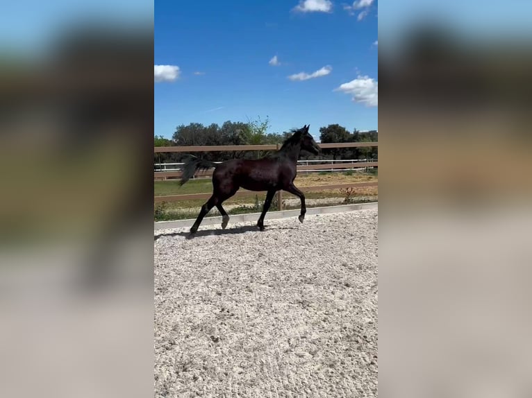 KWPN Stute 3 Jahre 165 cm Rappe in colmenar viejo