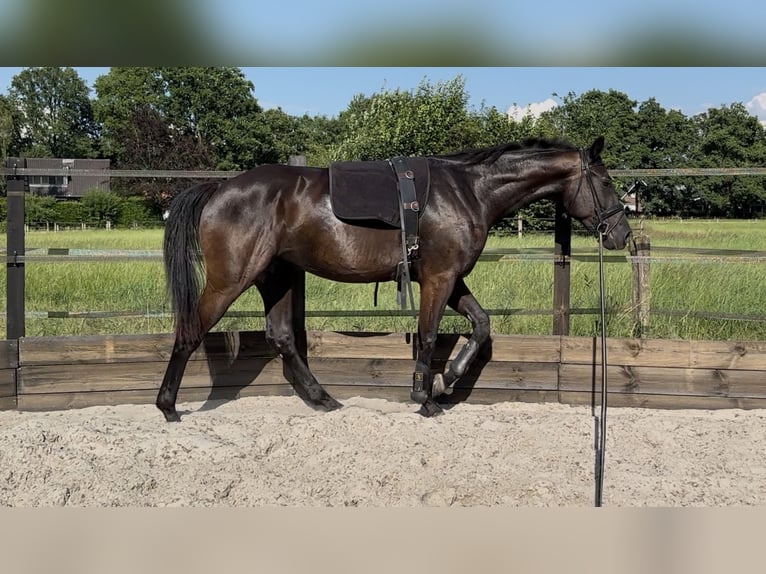KWPN Stute 3 Jahre 165 cm Rappe in Nordhorn