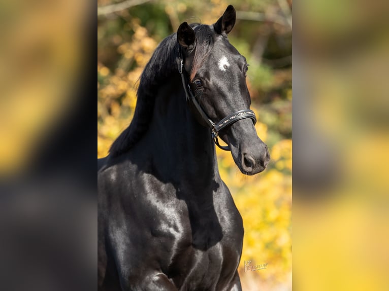 KWPN Stute 3 Jahre 165 cm Rappe in Peer