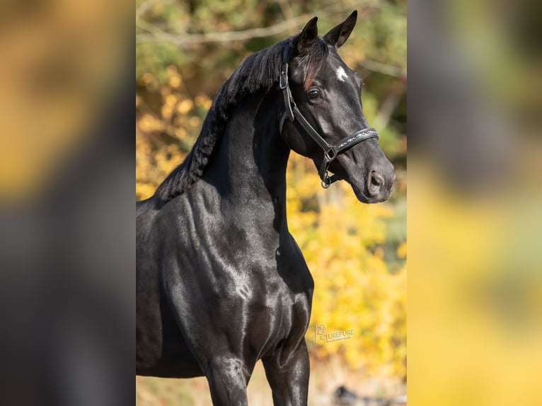 KWPN Stute 3 Jahre 165 cm Rappe in Peer