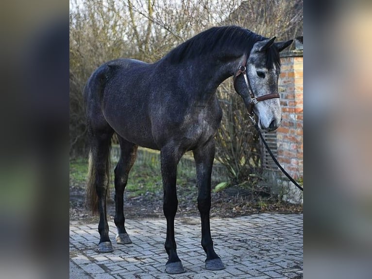 KWPN Stute 3 Jahre 165 cm Rappschimmel in Lendava/Lendva