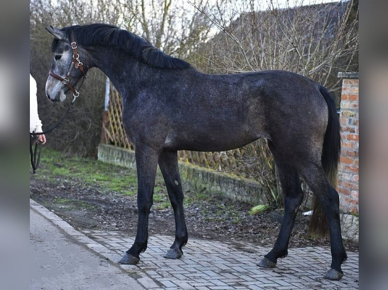 KWPN Stute 3 Jahre 165 cm Rappschimmel in Romania