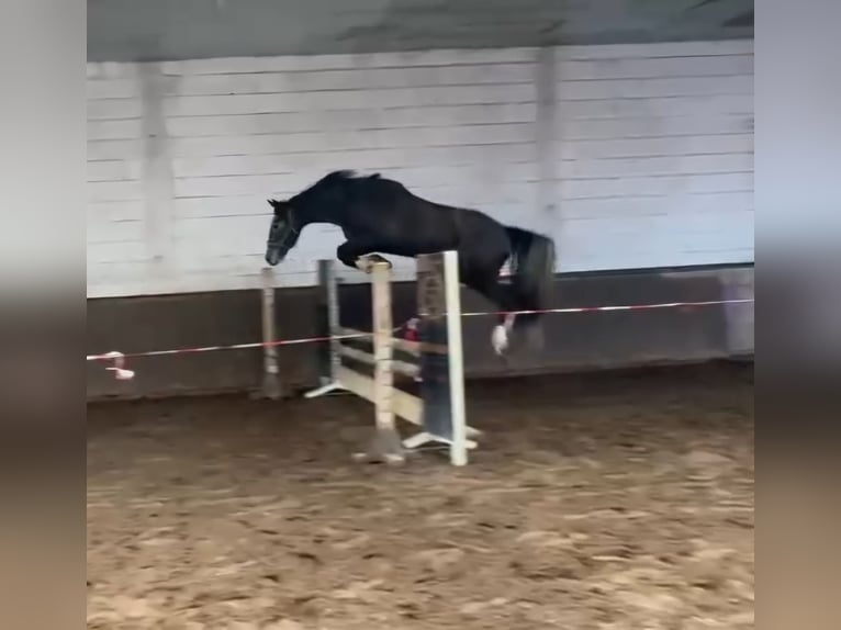 KWPN Stute 3 Jahre 165 cm Schimmel in Bruchsal