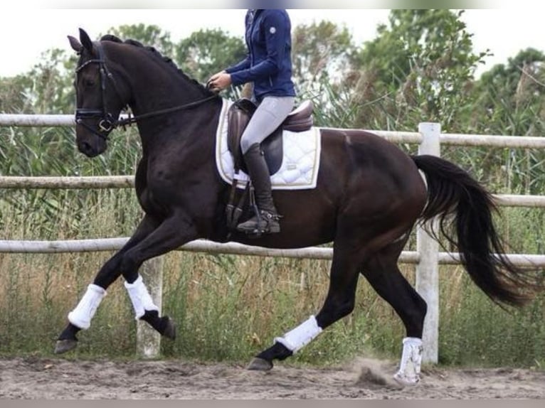 KWPN Stute 3 Jahre 165 cm Schwarzbrauner in Aarle Rikstel
