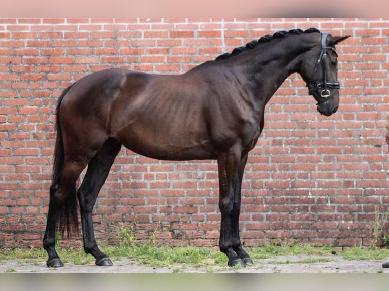 KWPN Stute 3 Jahre 165 cm Schwarzbrauner in Aarle Rikstel