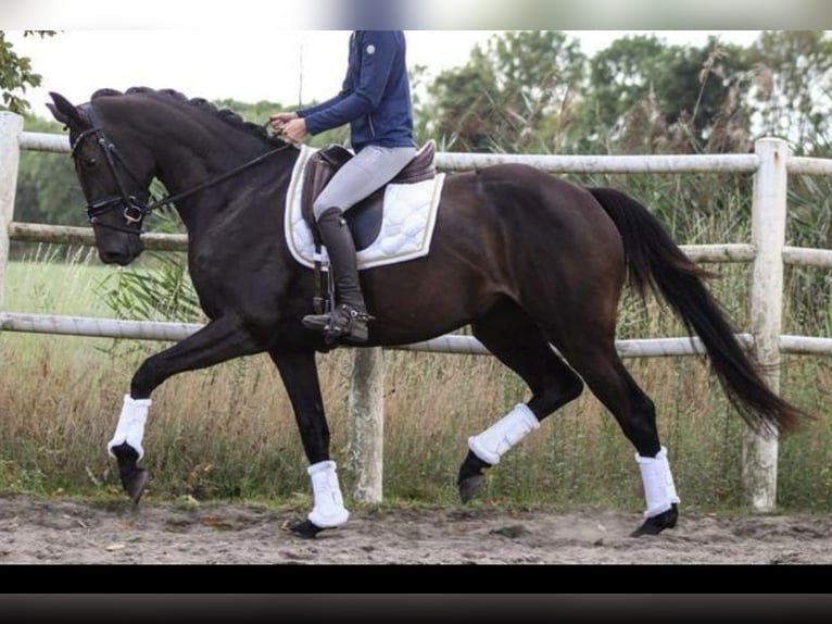KWPN Stute 3 Jahre 165 cm Schwarzbrauner in Aarle Rikstel