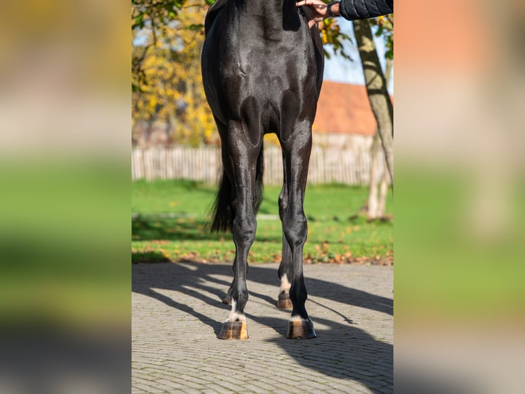 KWPN Stute 3 Jahre 165 cm Schwarzbrauner in GROTE-BROGEL