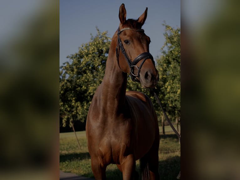 KWPN Stute 3 Jahre 166 cm Dunkelbrauner in Happerswil