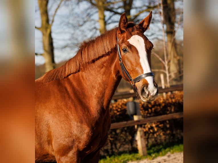 KWPN Stute 3 Jahre 166 cm Dunkelfuchs in Apeldoorn
