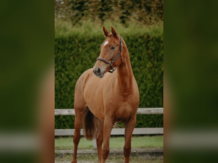 KWPN Stute 3 Jahre 166 cm Fuchs in Nijlen