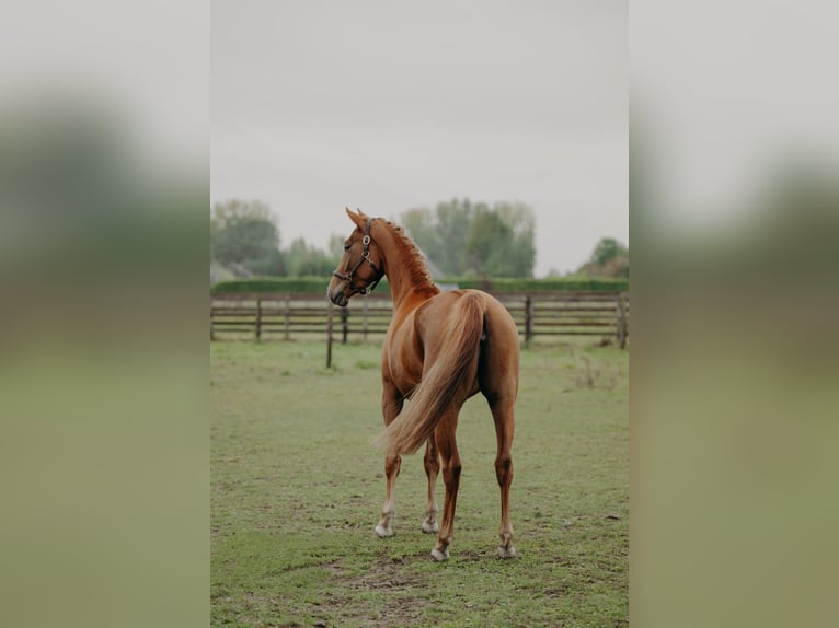 KWPN Stute 3 Jahre 166 cm Fuchs in Nijlen