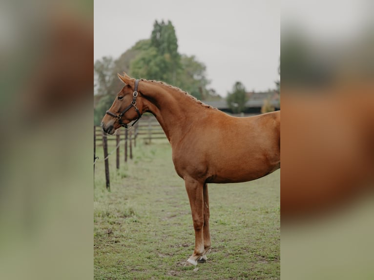 KWPN Stute 3 Jahre 166 cm Fuchs in Nijlen