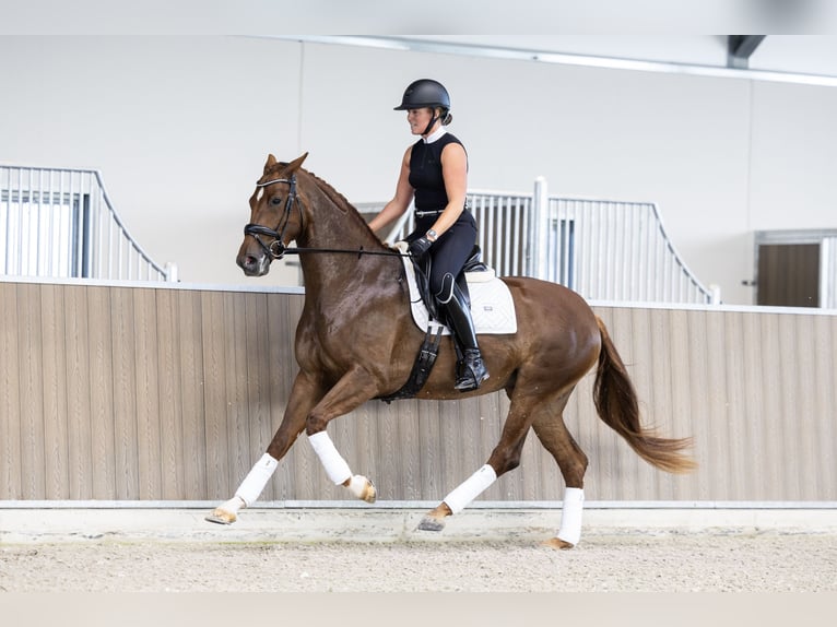 KWPN Stute 3 Jahre 166 cm Fuchs in Hindeloopen