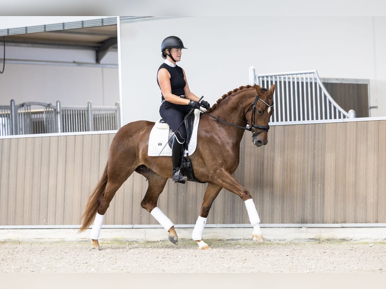 KWPN Stute 3 Jahre 166 cm Fuchs in Hindeloopen