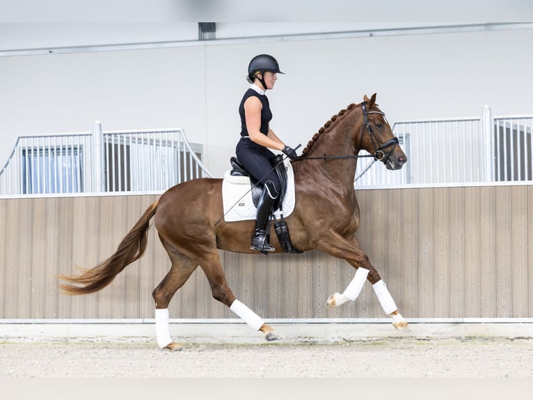 KWPN Stute 3 Jahre 166 cm Fuchs in Hindeloopen