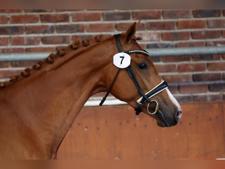 KWPN Stute 3 Jahre 166 cm Fuchs in Zwartebroek