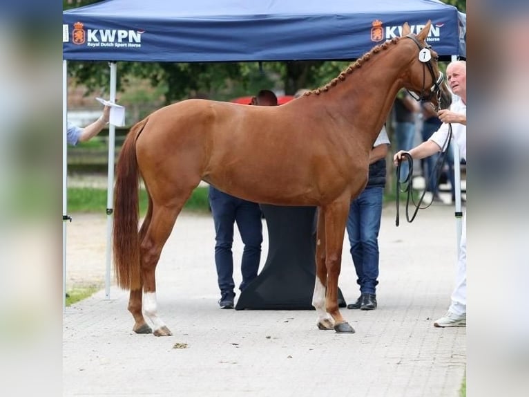 KWPN Stute 3 Jahre 166 cm Fuchs in Zwartebroek