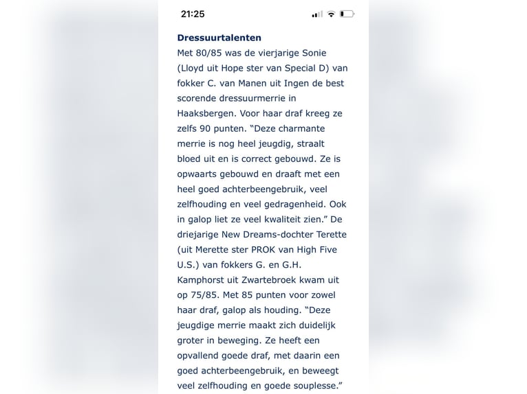KWPN Stute 3 Jahre 166 cm Fuchs in Zwartebroek