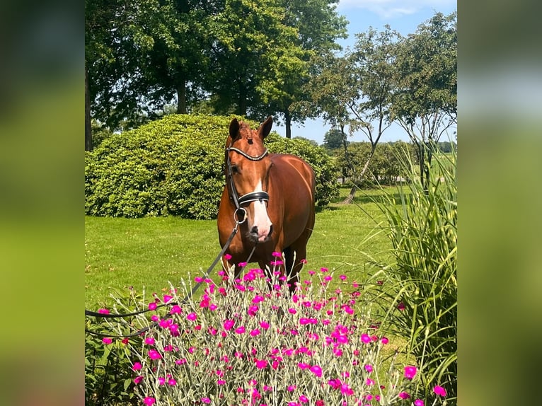 KWPN Stute 3 Jahre 166 cm Fuchs in Zwartebroek
