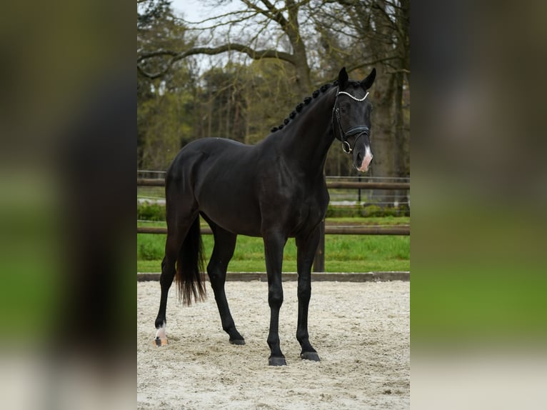 KWPN Stute 3 Jahre 166 cm Rappe in Loon op Zand