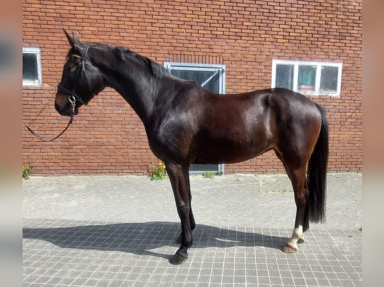 KWPN Stute 3 Jahre 166 cm Schwarzbrauner in Wouwse Plantage