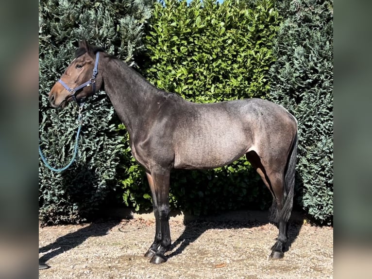 KWPN Stute 3 Jahre 166 cm in Oud Gastel