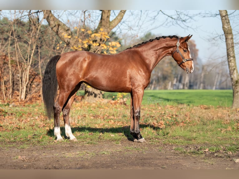 KWPN Stute 3 Jahre 167 cm Brauner in Peer