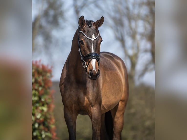 KWPN Stute 3 Jahre 167 cm Brauner in Lippetal