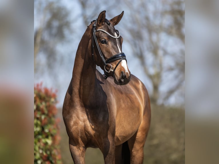 KWPN Stute 3 Jahre 167 cm Brauner in Lippetal