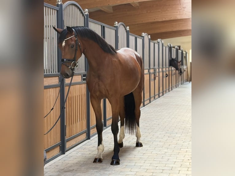 KWPN Stute 3 Jahre 167 cm Brauner in Westerheim