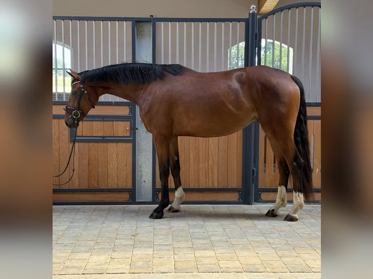 KWPN Stute 3 Jahre 167 cm Brauner in Westerheim