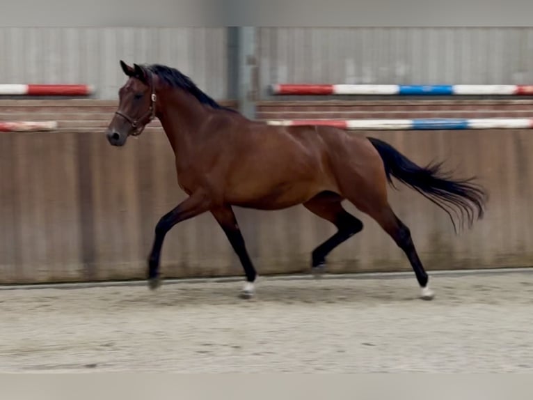 KWPN Stute 3 Jahre 167 cm Brauner in Zieuwent