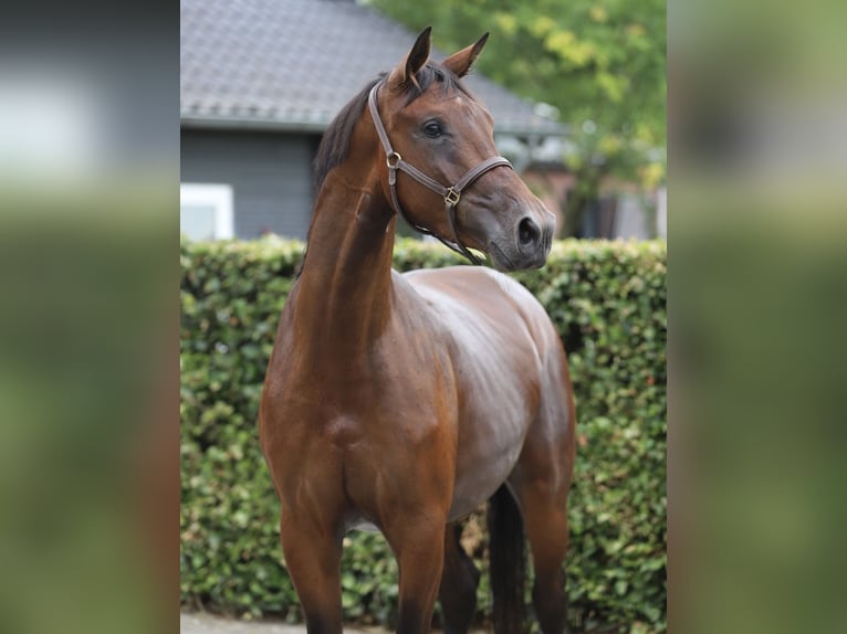 KWPN Stute 3 Jahre 167 cm Brauner in Zieuwent