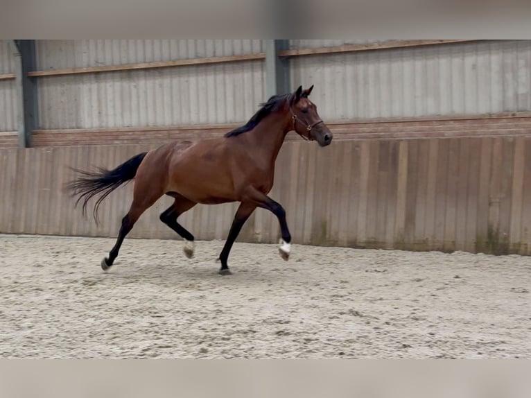 KWPN Stute 3 Jahre 167 cm Brauner in Zieuwent