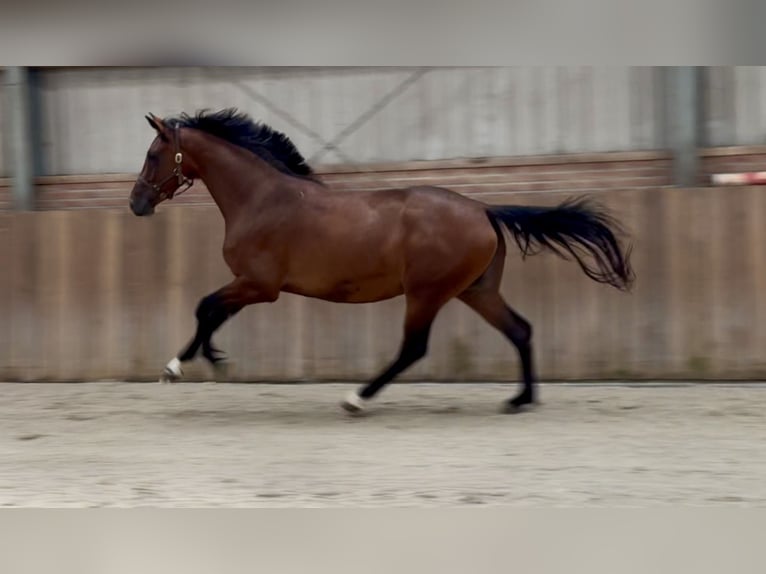 KWPN Stute 3 Jahre 167 cm Brauner in Zieuwent